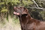 LABRADOR 735
